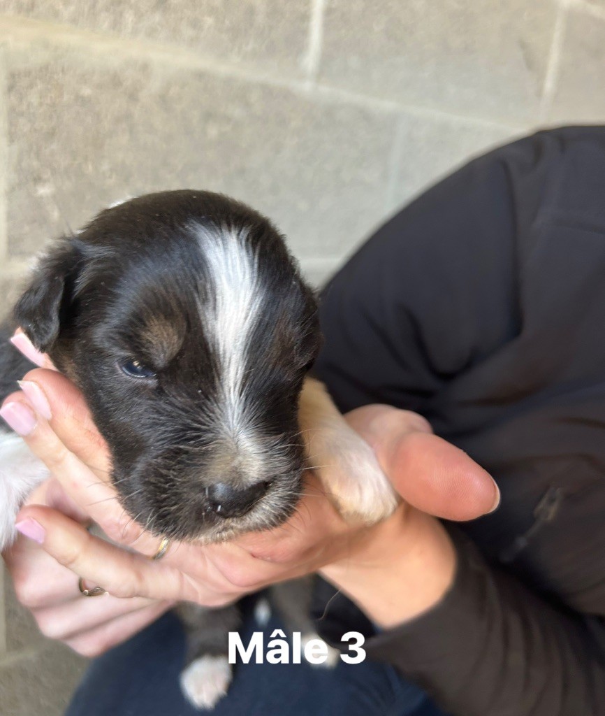 de la cite des morins - Chiots disponibles - Berger Australien