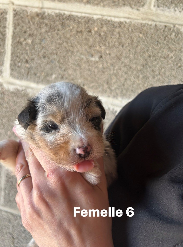 de la cite des morins - Chiots disponibles - Berger Australien