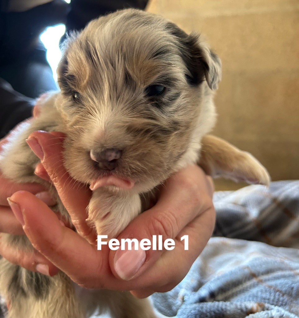 de la cite des morins - Chiots disponibles - Berger Australien