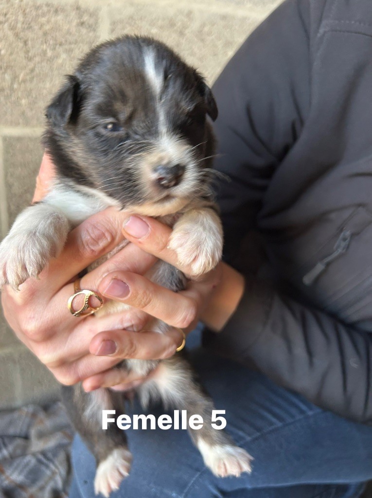 de la cite des morins - Chiots disponibles - Berger Australien