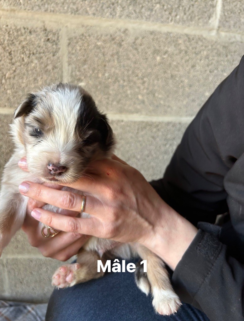 de la cite des morins - Chiots disponibles - Berger Australien